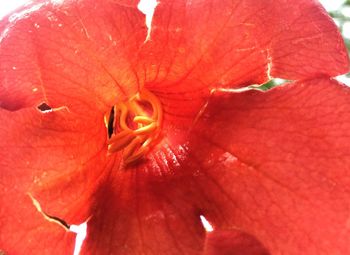 Close-up of red hibiscus blooming outdoors