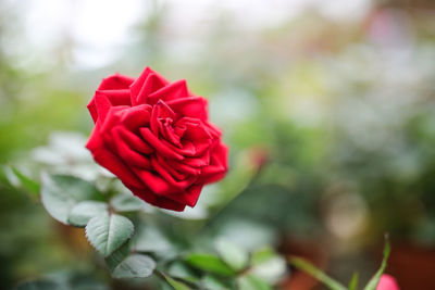 Close-up of red rose blooming outdoors