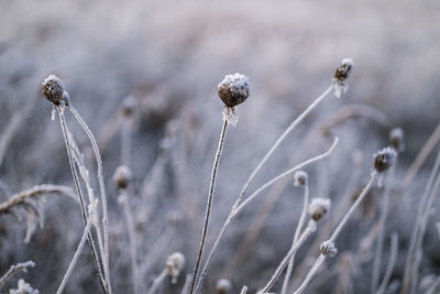 Close-up of flowering plant on field