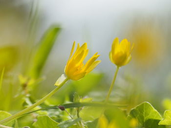 Close-up of yellow flowering plant on field