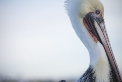 Close-up of bird against clear sky