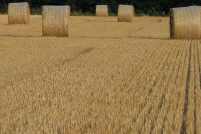 Hay bales on field