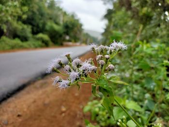 Close-up of white flowering plant