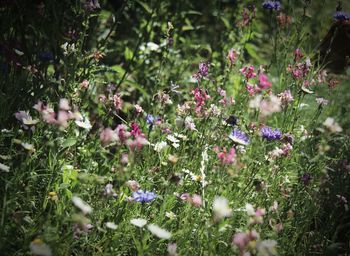 Close-up of pink flowering plants on field