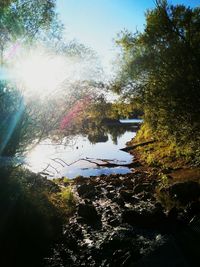 Trees by lake in forest against sky