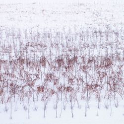 Close-up of bare tree against sky