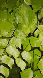 Full frame shot of leaves