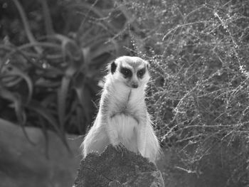 Close-up of meerkat against trees