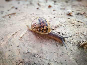 Close-up of snail on ground