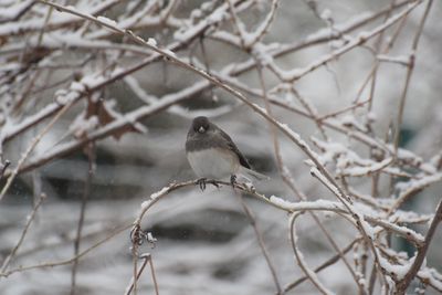 Bird perching on branch