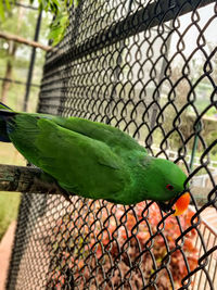 pet