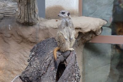 Close-up of squirrel on rock in zoo