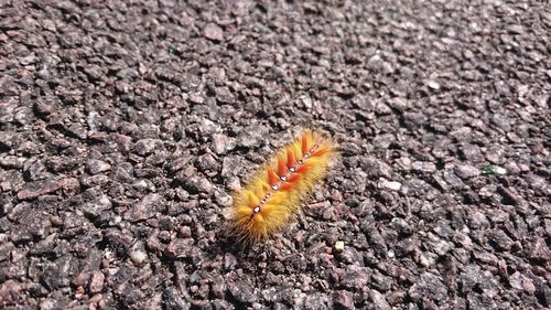 Close-up of caterpillar