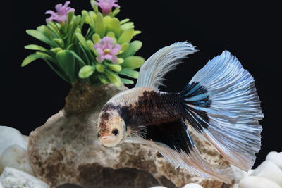 Fighting fish, siamese fish, in a fish tank decorated with pebbles and trees, black background.