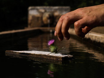 Close-up of hand with flower