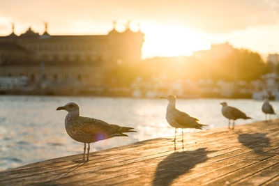 Seagull perching on a wall