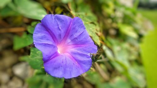 Close-up of purple flowers blooming