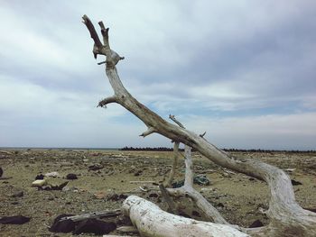 Dead tree by sea against sky