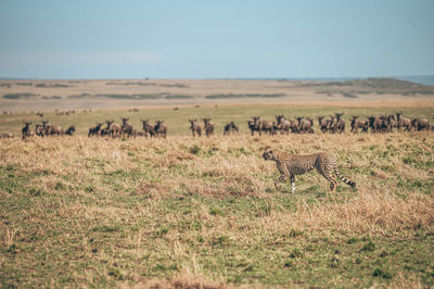 View of cheetah on field