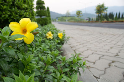 Close-up of yellow flowers blooming in field