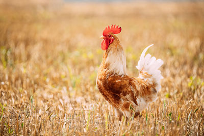 Close-up of rooster on field