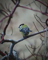 Close-up of great tit perching on bare tree