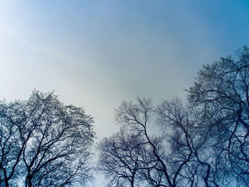 Low angle view of bare trees against clear sky