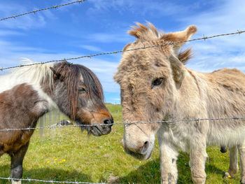 Two horses in a field