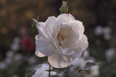 Close-up of white rose