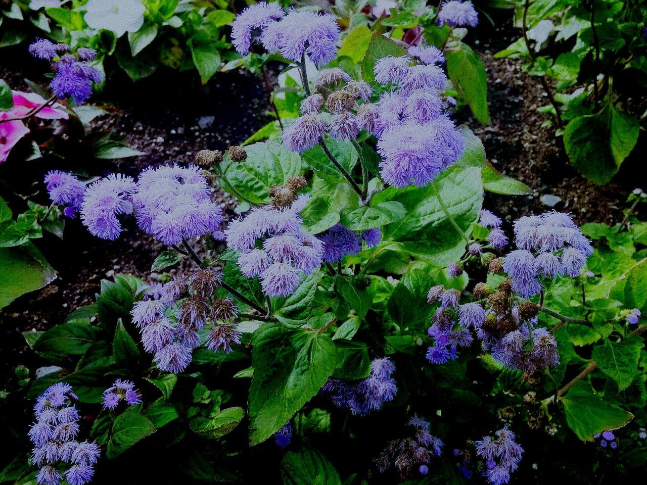 flower, purple, freshness, growth, fragility, beauty in nature, leaf, plant, petal, nature, blooming, flower head, green color, in bloom, close-up, outdoors, botany, no people, blossom, hydrangea, day, growing, blue, tranquility, green, focus on foreground, selective focus, abundance, backgrounds