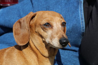 Close-up of dog looking at camera