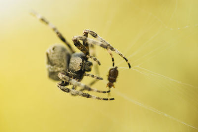 Close-up of spider