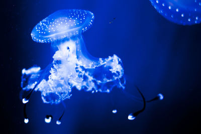 Close-up of jellyfish swimming in sea