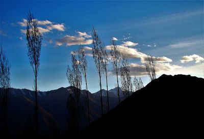 Low angle view of silhouette plants against sky