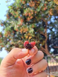 Cropped hand holding flower