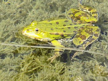 Close-up of yellow turtle in water