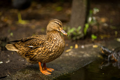 Close-up of mallard duck