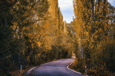 Trees in forest during autumn