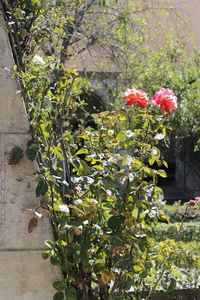 Close-up of flowers blooming on tree