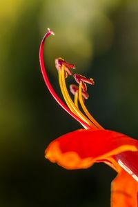 Close-up of red flower