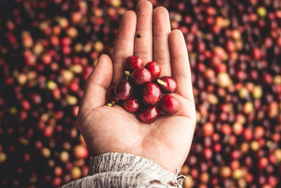 Cropped hand holding berry fruits