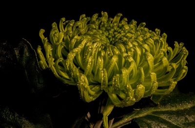 Close-up of flower over black background