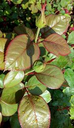 Close-up of leaves growing on plant