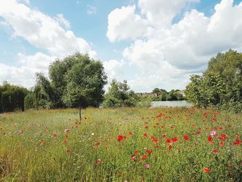 Scenic view of field against sky