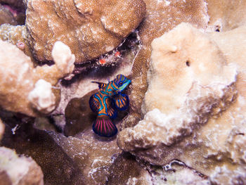 A mandarinfish on the coral rock. palau, micronesia