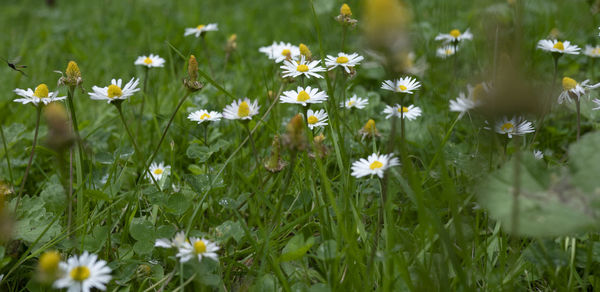 Close-up of white daisy flowers on field