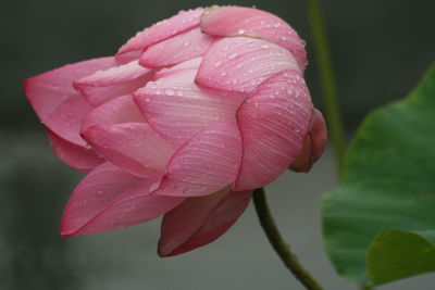Close-up of raindrops on pink lotus flower