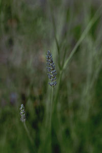 Close-up of purple flowering plant