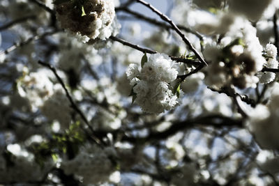 Close-up of white cherry blossom tree