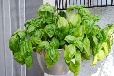 High angle view of vegetables